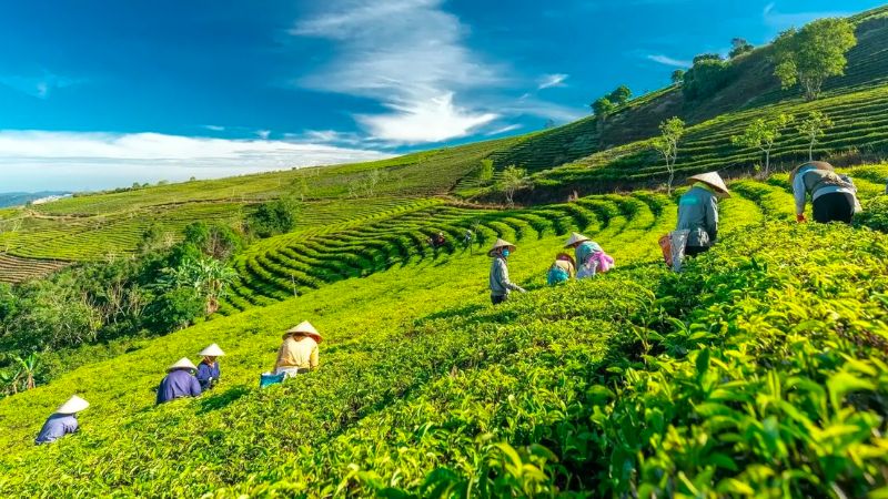 Cầu Đất Farm, nông trại 100 tuổi giữ trọn tình yêu với lá trà xanh 2