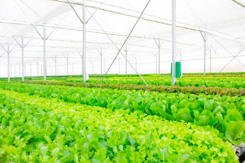 Cầu Đất Farm, nông trại 100 tuổi giữ trọn tình yêu với lá trà xanh 4