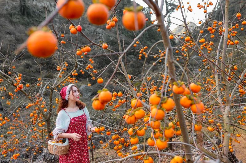 Cầu Đất Farm, nông trại 100 tuổi giữ trọn tình yêu với lá trà xanh 10