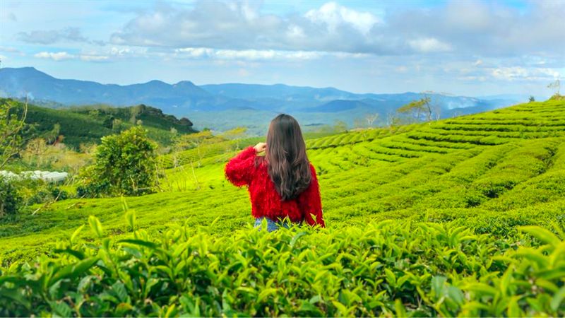 Cầu Đất Farm, nông trại 100 tuổi giữ trọn tình yêu với lá trà xanh 11