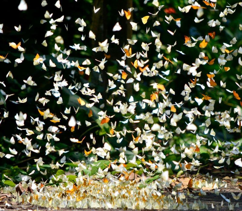 Khám phá Cúc Phương mùa bướm thơ mộng như chốn tiên cảnh