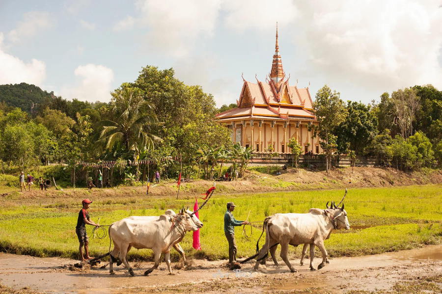 Khám phá Lễ hội đua bò An Giang truyền thống vô cùng đặc sắc 2