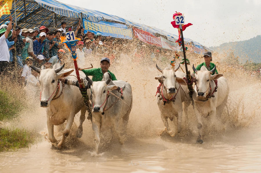 Khám phá Lễ hội đua bò An Giang truyền thống vô cùng đặc sắc 5