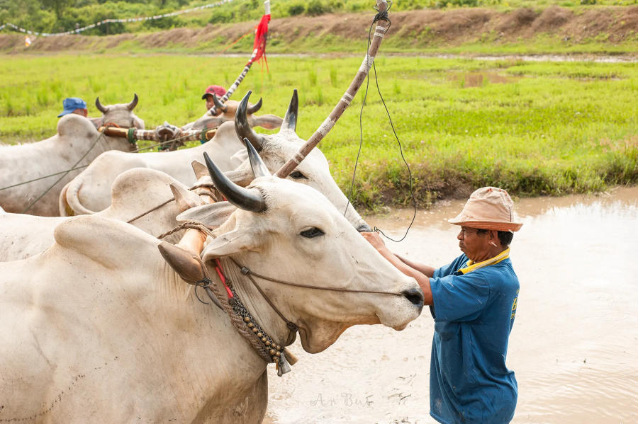 Khám phá Lễ hội đua bò An Giang truyền thống vô cùng đặc sắc 6