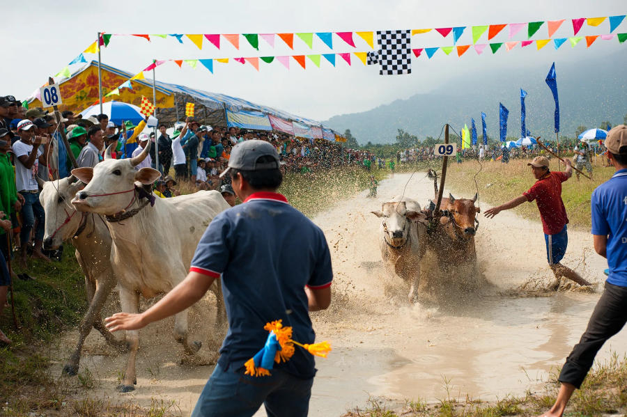 Khám phá Lễ hội đua bò An Giang truyền thống vô cùng đặc sắc 7