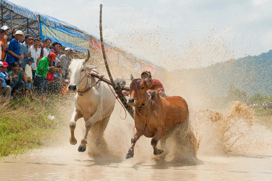 Khám phá Lễ hội đua bò An Giang truyền thống vô cùng đặc sắc 8