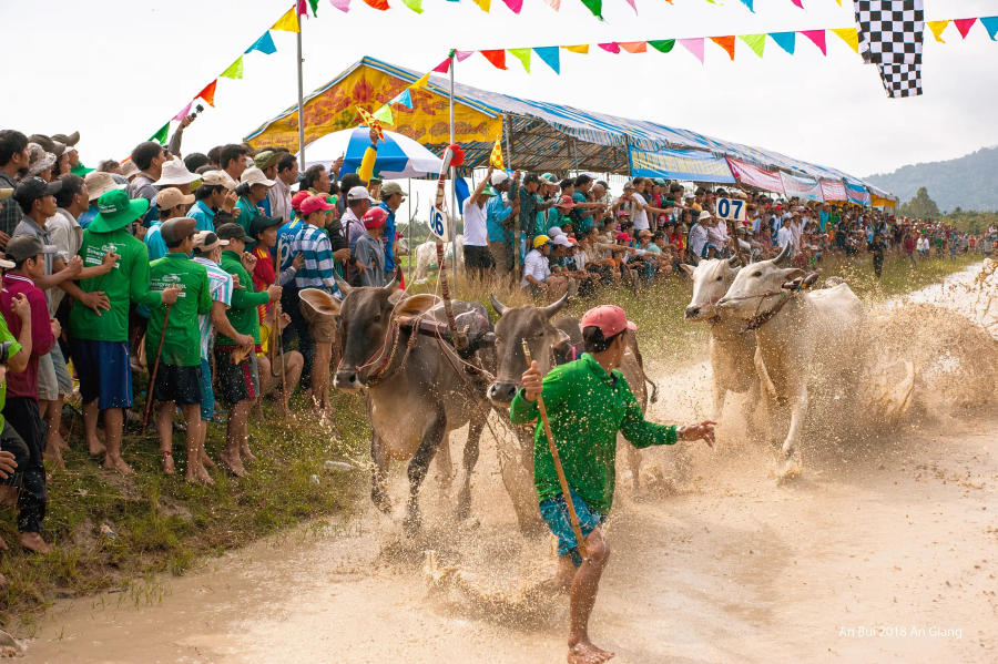 Khám phá Lễ hội đua bò An Giang truyền thống vô cùng đặc sắc 9