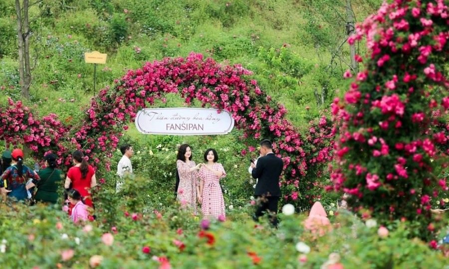 Khám phá lễ hội hoa hồng Fansipan 2022 lớn nhất vùng Tây Bắc 2