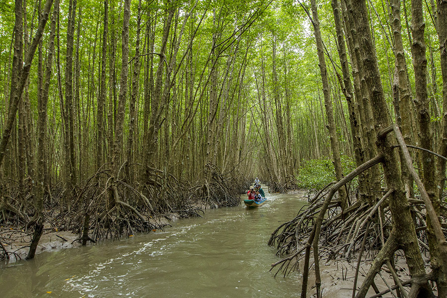 Khám phá rừng ngập mặn Cà Mau với vô vàn trải nghiệm thú vị 4