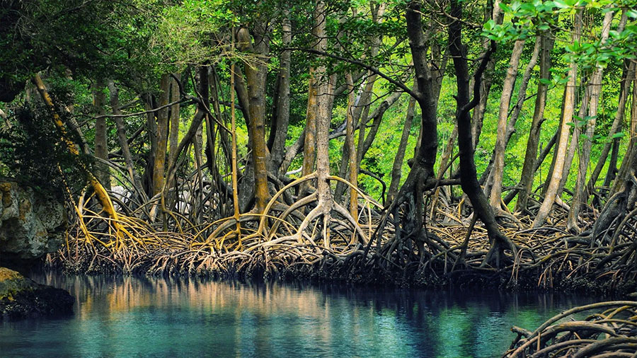 Khám phá rừng ngập mặn Cà Mau với vô vàn trải nghiệm thú vị 9