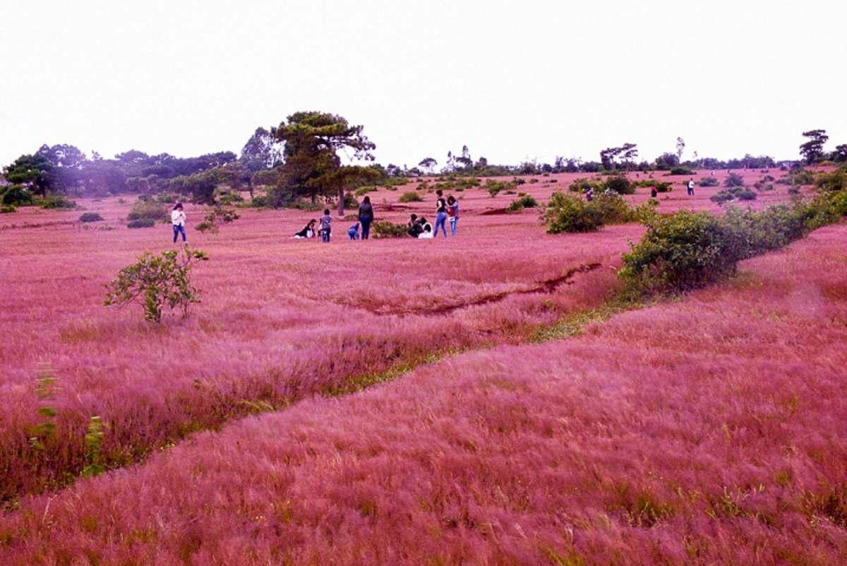 Khám phá rừng thông Đắk Đoa, đồi cỏ hồng thơ mộng ở Gia Lai 6
