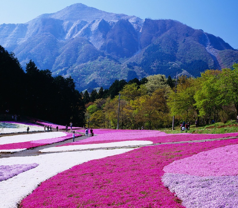 Khám phá Saitama và những trải nghiệm không nên bỏ lỡ