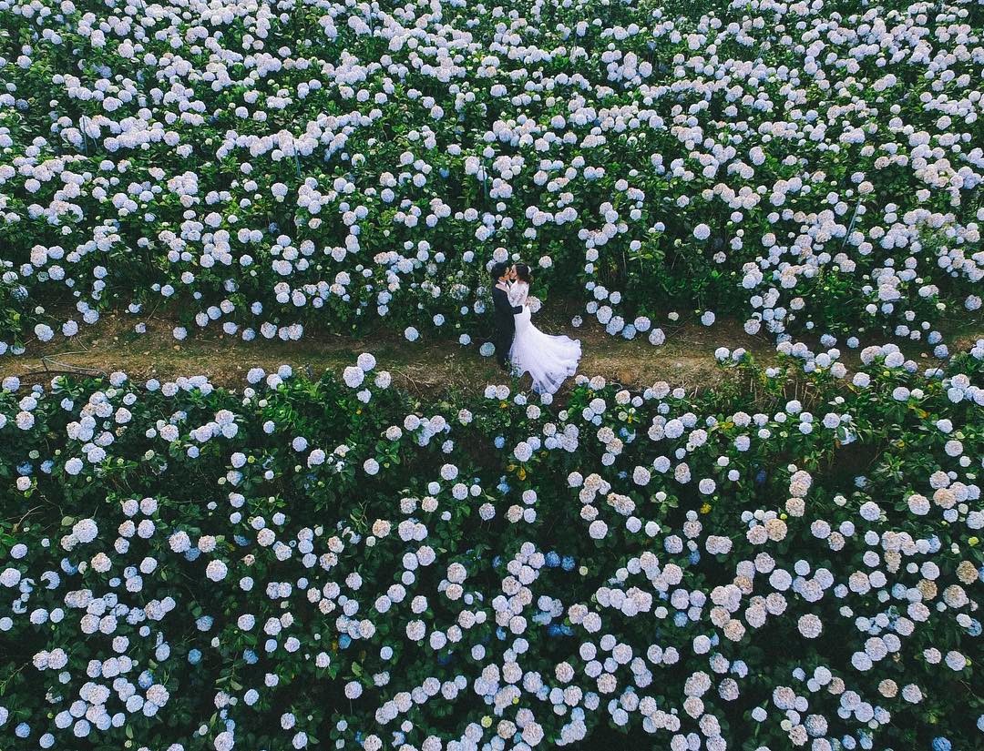 Khám phá vẻ đẹp của những cánh đồng hoa cẩm tú cầu Đà Lạt 5