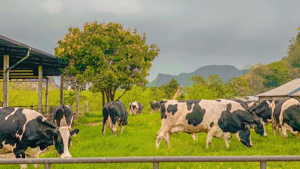 Khám phá vẻ đẹp của Trang trại bò sữa Daily Farm Mộc Châu 2
