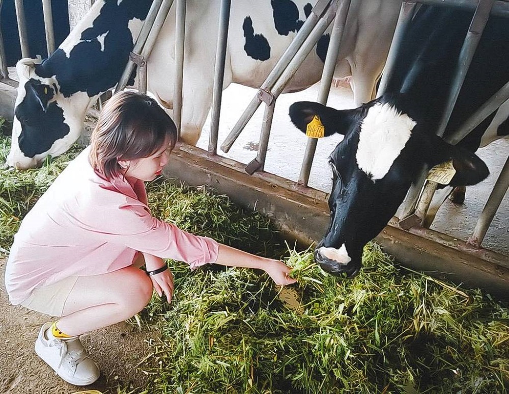 Khám phá vẻ đẹp của Trang trại bò sữa Daily Farm Mộc Châu 4