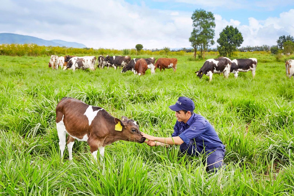 Khám phá vẻ đẹp của Trang trại bò sữa Daily Farm Mộc Châu 6