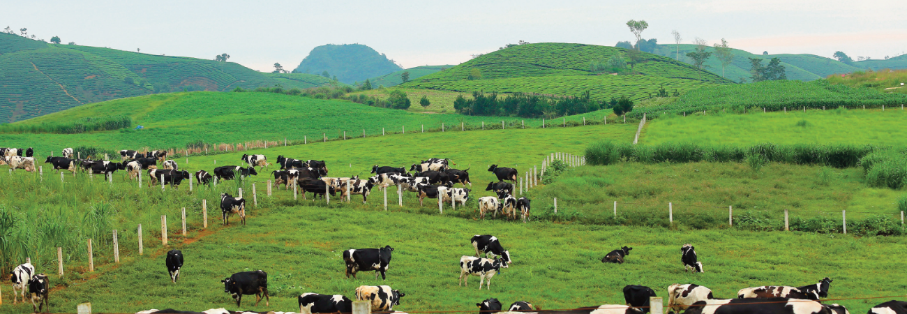 Trang trại bò sữa Daily Farm Mộc Châu