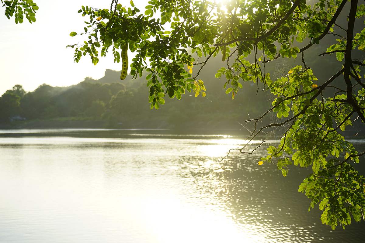Khám phá vẻ đẹp Hồ Soài So thanh bình và tĩnh lặng 4