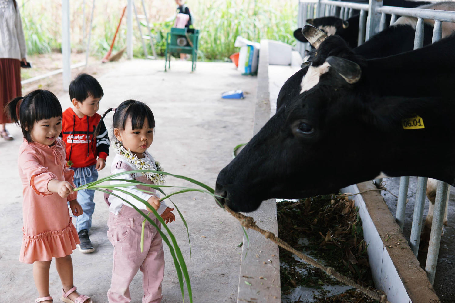 Khám phá Vườn dâu tây Chimi Farm đẹp nhất tại Mộc Châu 8