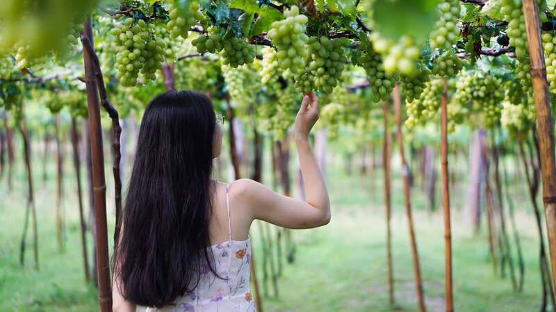 Khám phá Vườn nho Ba Mọi đẹp như cổ tích của xứ Phan Rang 7