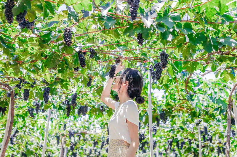 Khám phá Vườn nho Ba Mọi đẹp như cổ tích của xứ Phan Rang 5