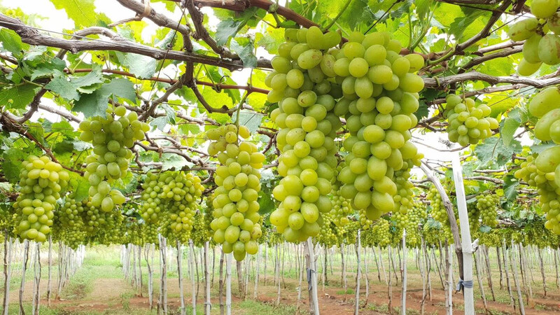 Khám phá Vườn nho Ba Mọi đẹp như cổ tích của xứ Phan Rang 2