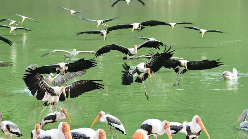 Khám phá Khao Kheow Open Zoo, hành trình chinh phục vẻ đẹp hoang dã 5