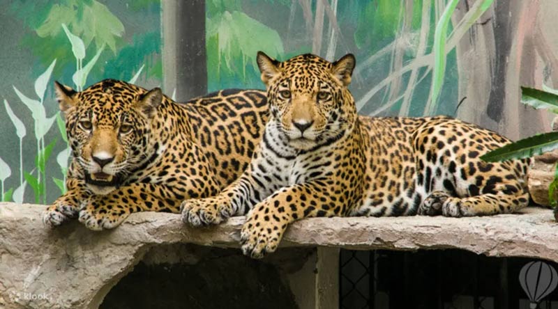 Khám phá Khao Kheow Open Zoo, hành trình chinh phục vẻ đẹp hoang dã 4