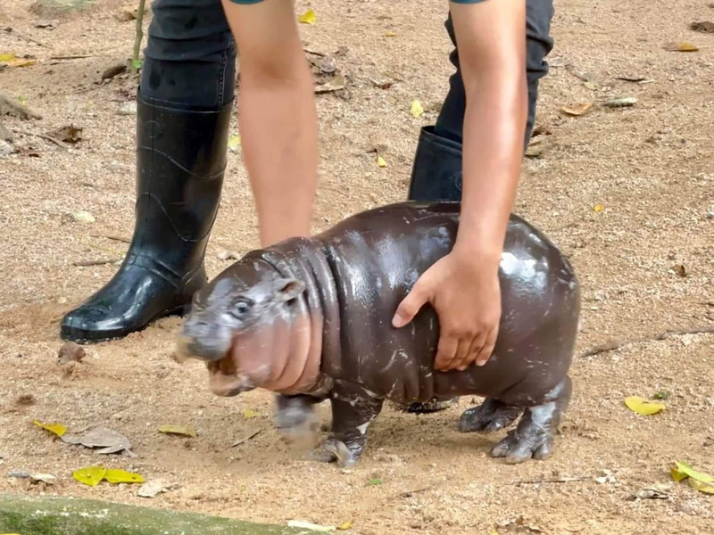 Khám phá Khao Kheow Open Zoo, hành trình chinh phục vẻ đẹp hoang dã 8