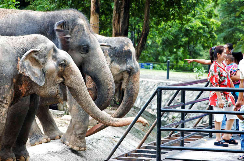 Khám phá Khao Kheow Open Zoo, hành trình chinh phục vẻ đẹp hoang dã 7