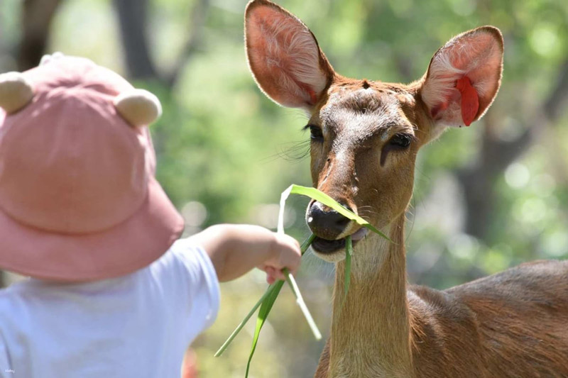 Khám phá Khao Kheow Open Zoo, hành trình chinh phục vẻ đẹp hoang dã 6