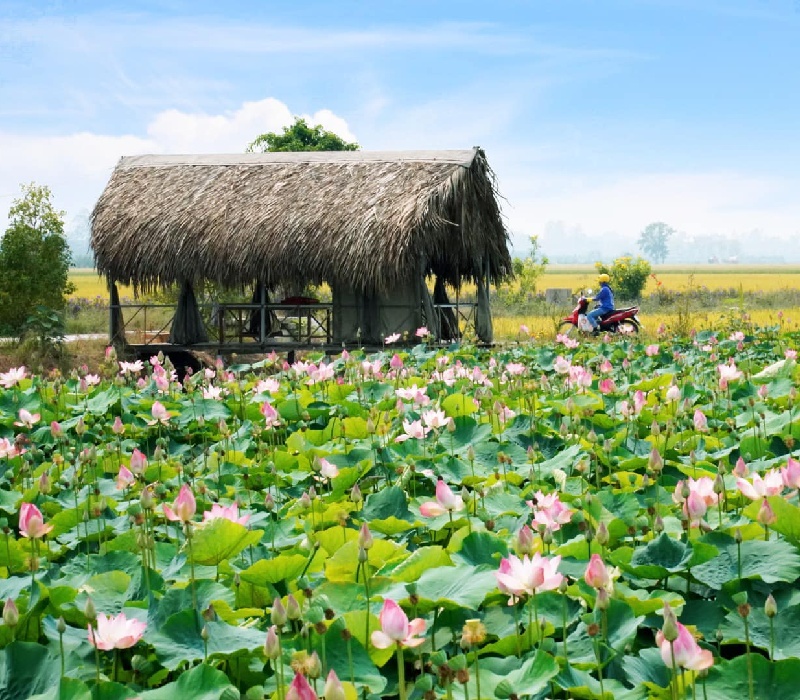 Khu du lịch Đồng Tháp Mười: Trải nghiệm chậm giữa thiên nhiên