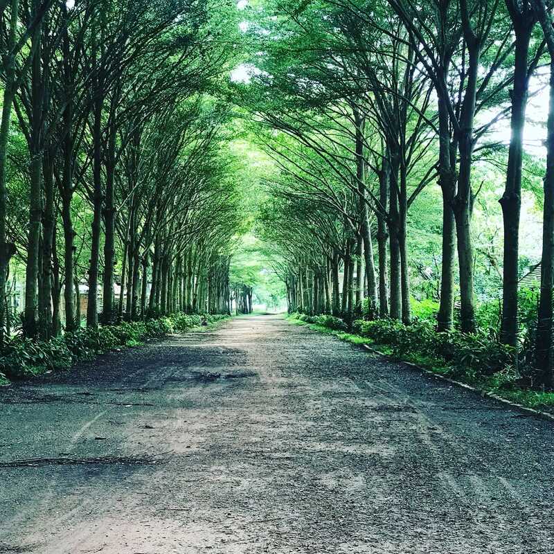 Khu du lịch sinh thái Củ Chi Fosaco tái hiện trọn vẹn bản sắc núi rừng Tây Nguyên 3