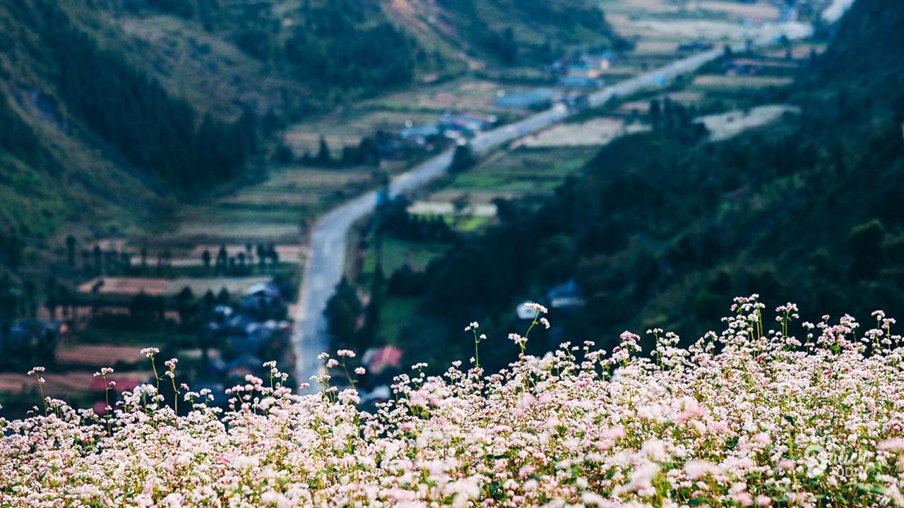 Kinh nghiệm đi du lịch Đồng Văn - Hà Giang tự túc an toàn, thú vị 4