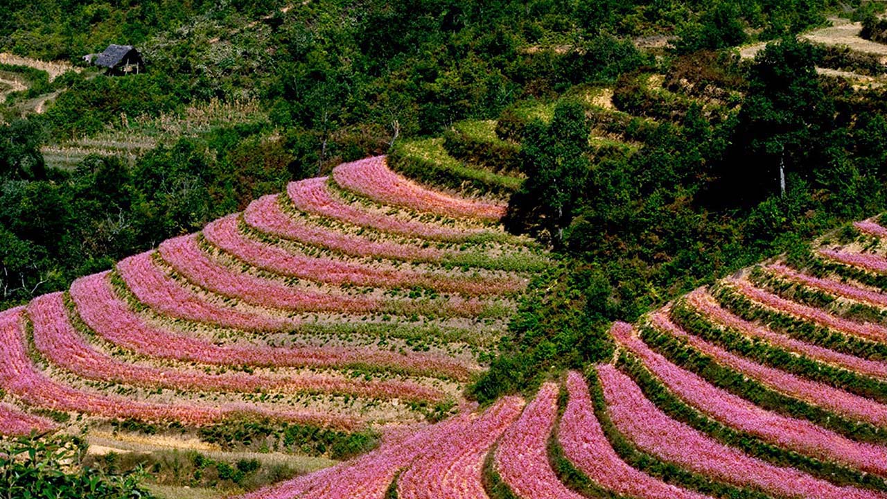 Kinh nghiệm đi du lịch Đồng Văn - Hà Giang tự túc an toàn, thú vị 8