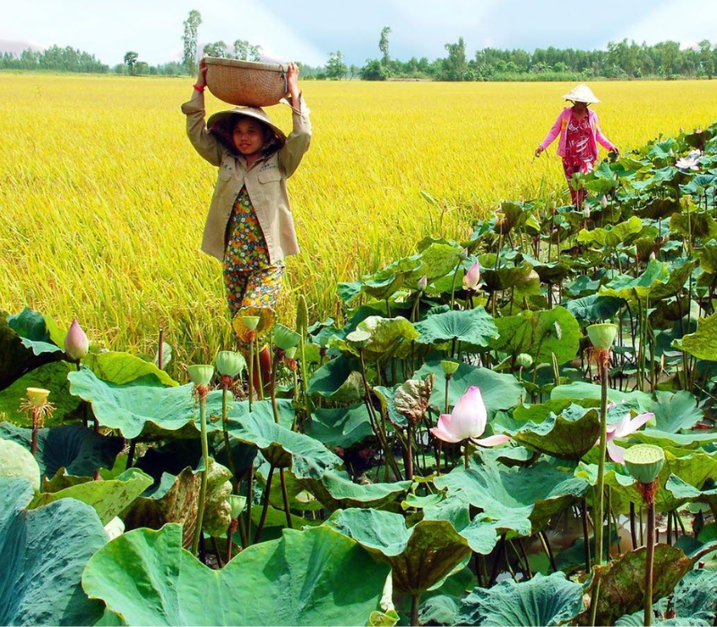 Du lịch Tân Phước Tiền Giang khám phá vương quốc khóm bạt ngàn 7