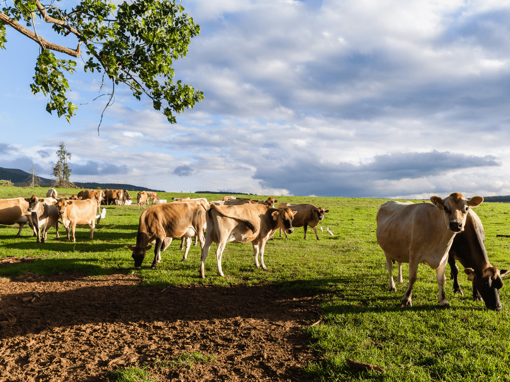 Kinh nghiệm khám phá Đà Lạt Milk Farm - Nông trại “sống ảo” chất ngất như trời Tây 3