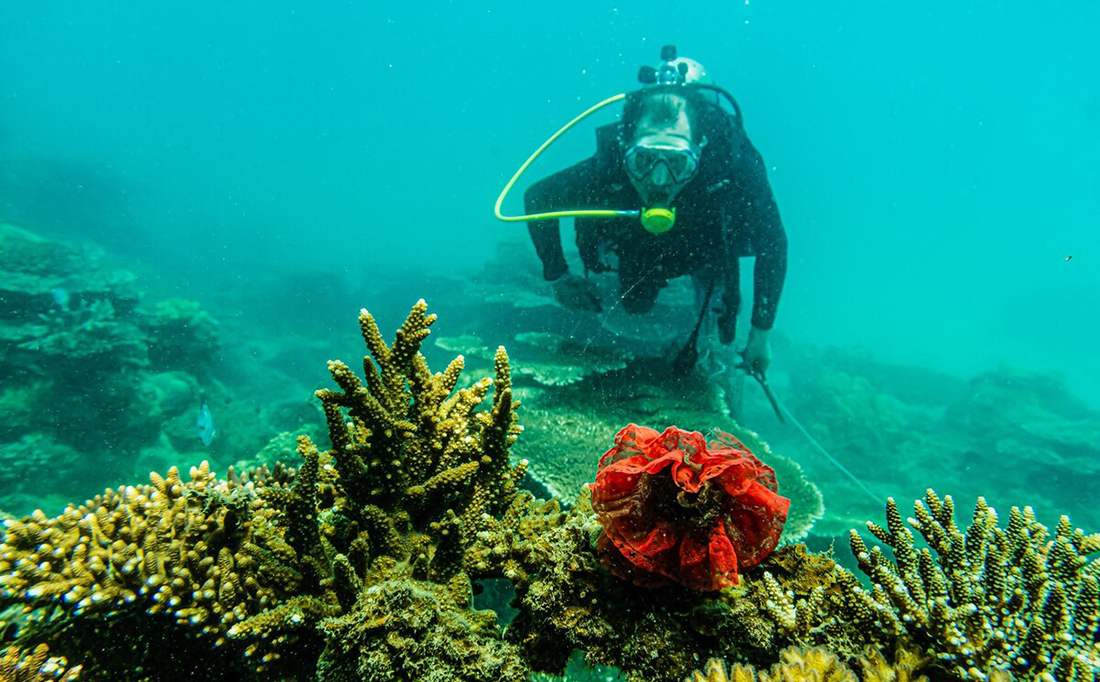 Kinh nghiệm lặn ngắm san hô ở Côn Đảo và những điều cần biết 3