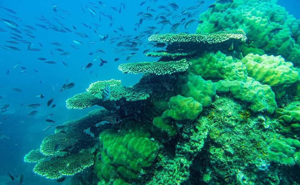 Kinh nghiệm lặn ngắm san hô ở Côn Đảo và những điều cần biết 2