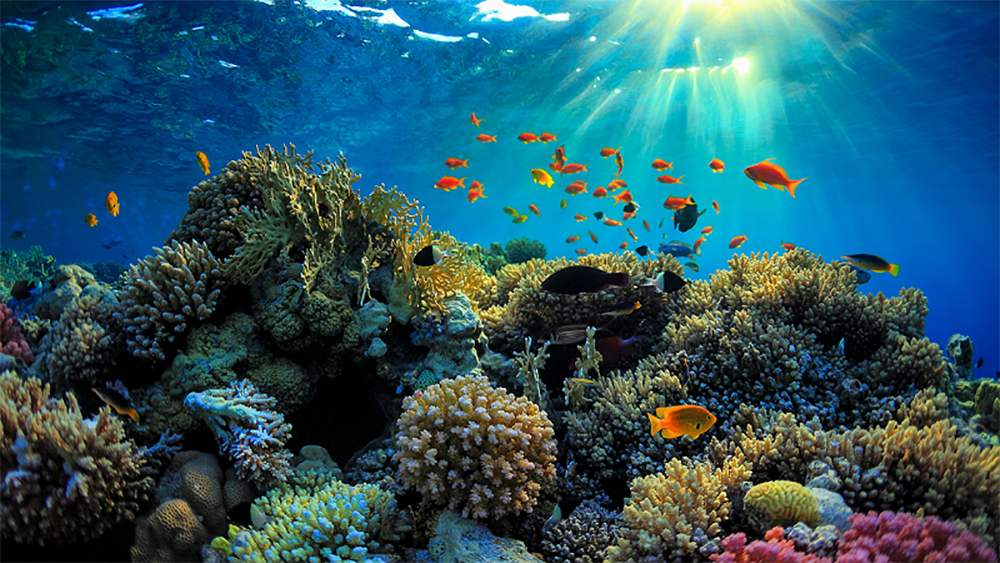 Kinh nghiệm lặn ngắm san hô ở Côn Đảo và những điều cần biết 4