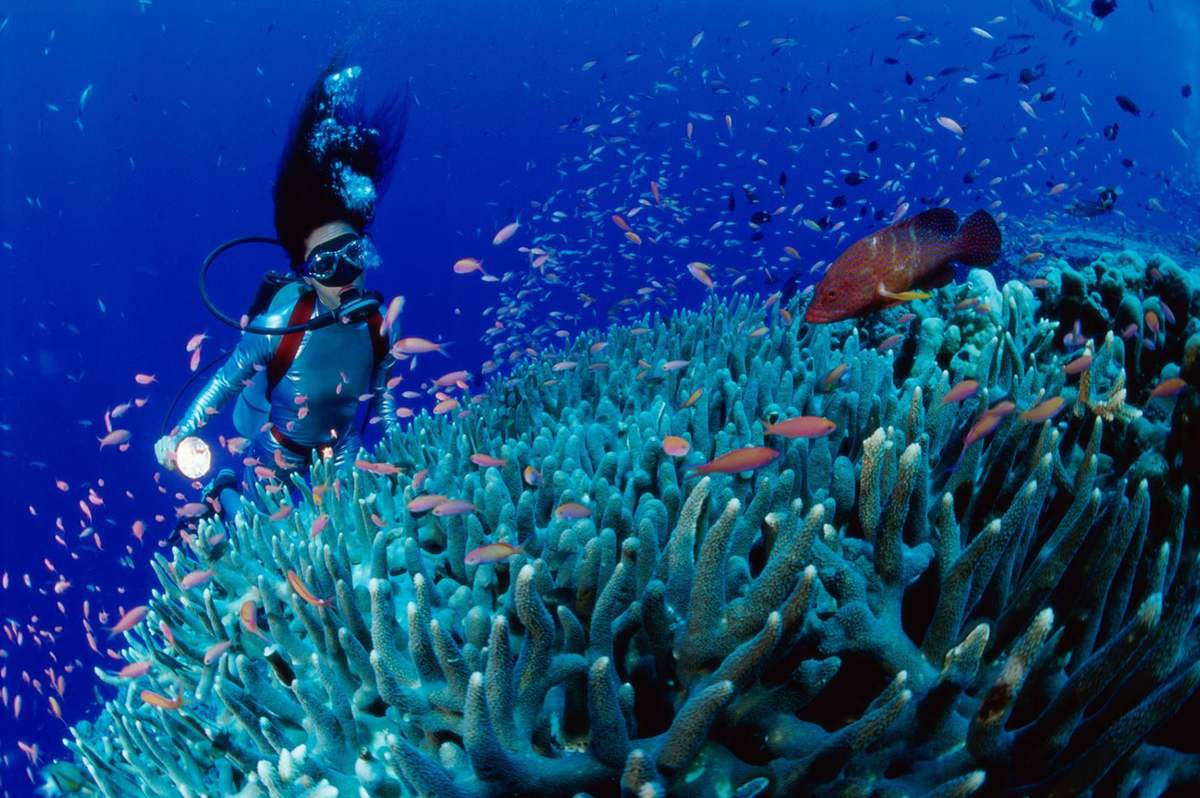 Kinh nghiệm lặn ngắm san hô ở Côn Đảo và những điều cần biết 5
