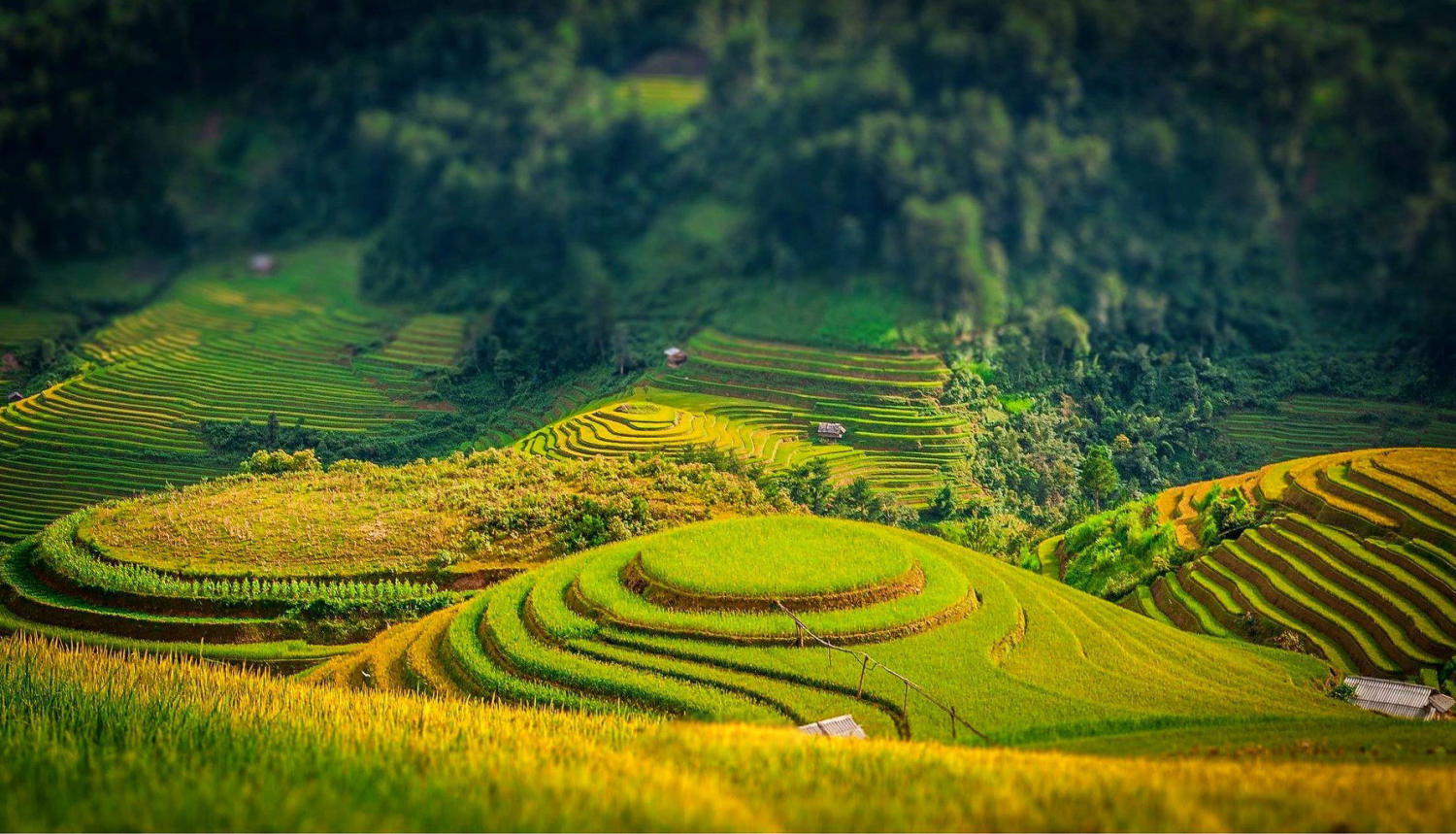 Kinh nghiệm săn lúa ở Sapa mùa lúa chín vàng ươm 2