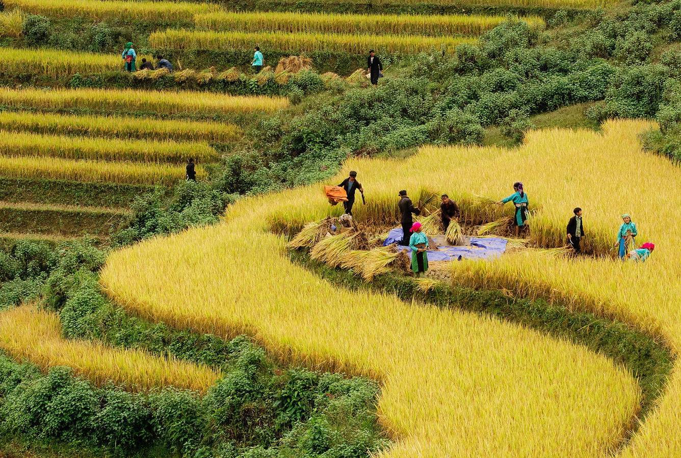 Kinh nghiệm săn lúa ở Sapa mùa lúa chín vàng ươm 4