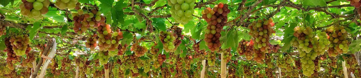 Kinh nghiệm tham quan vườn nho Phan Thiết từ A-Z