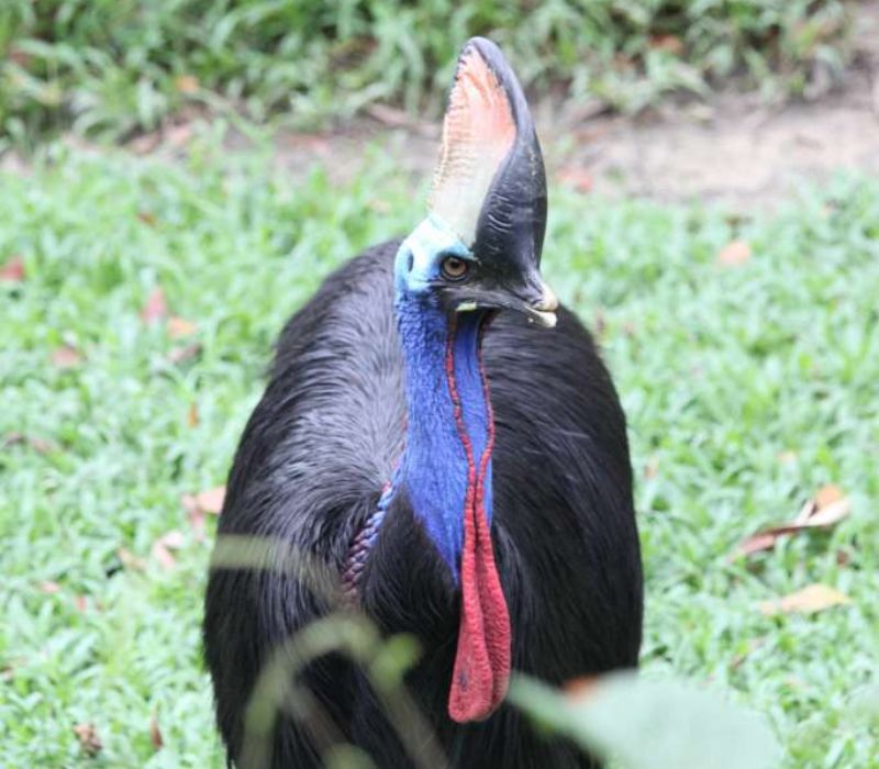 KL Bird Park, thiên đường chim muông ngay tại Kuala Lumpur 11