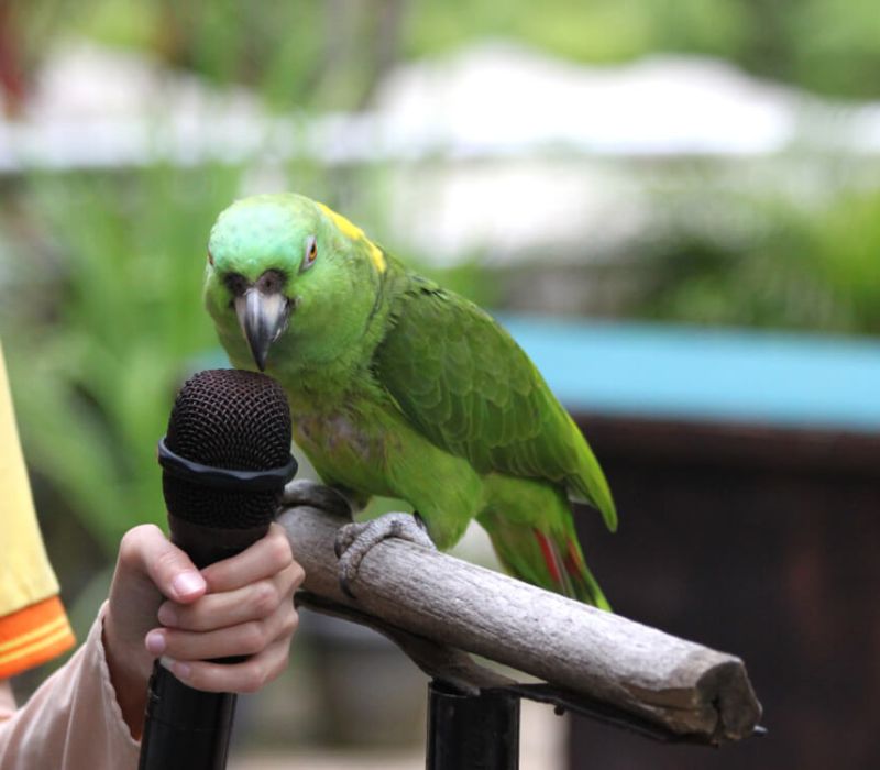 KL Bird Park, thiên đường chim muông ngay tại Kuala Lumpur 12