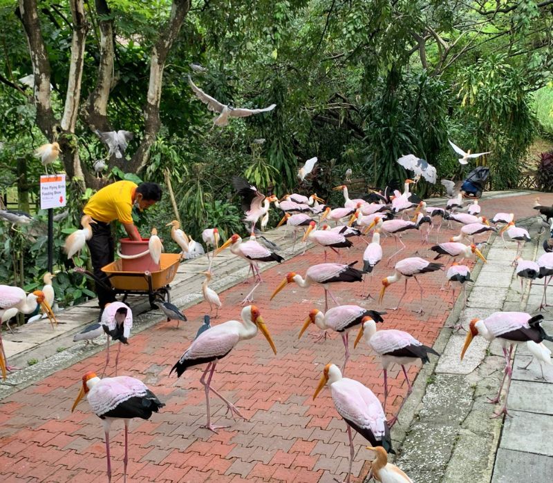 KL Bird Park, thiên đường chim muông ngay tại Kuala Lumpur 4