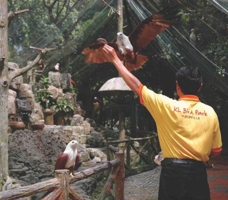 KL Bird Park, thiên đường chim muông ngay tại Kuala Lumpur 6