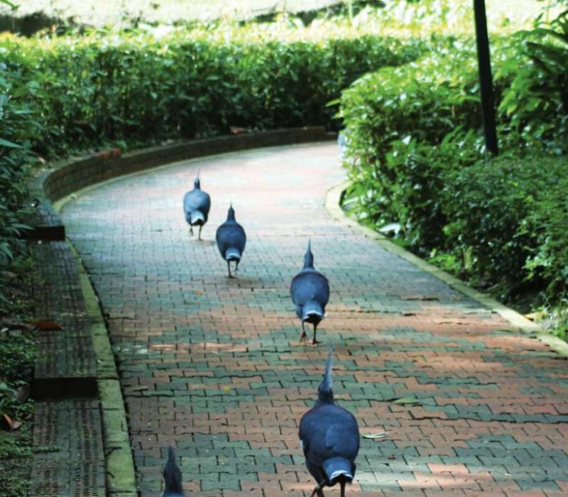 KL Bird Park, thiên đường chim muông ngay tại Kuala Lumpur 8