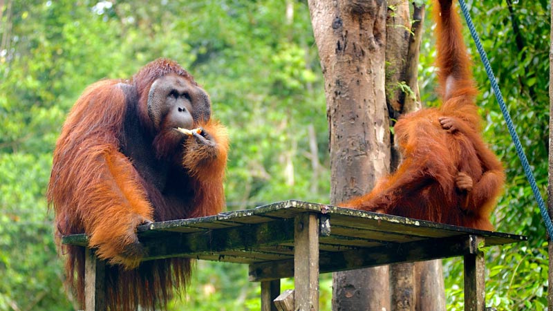 Khám phá Kuching, thiên đường dành cho những “con sen” yêu mèo 9